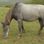 Athena Origine Inconnue Femelle née en 2010. Arrivée à la Ferme : mars 2016.