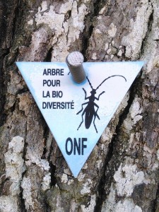 arbre_bio-diversite