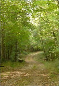 Forêt de la Grésigne : Sentier de la Baronne