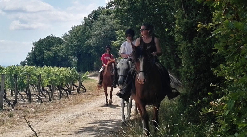 Balade-vignes-cheval