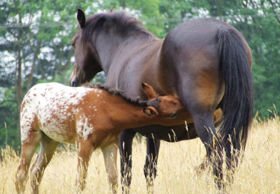 Élevage Appaloosa