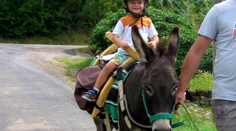 Balade avec un âne