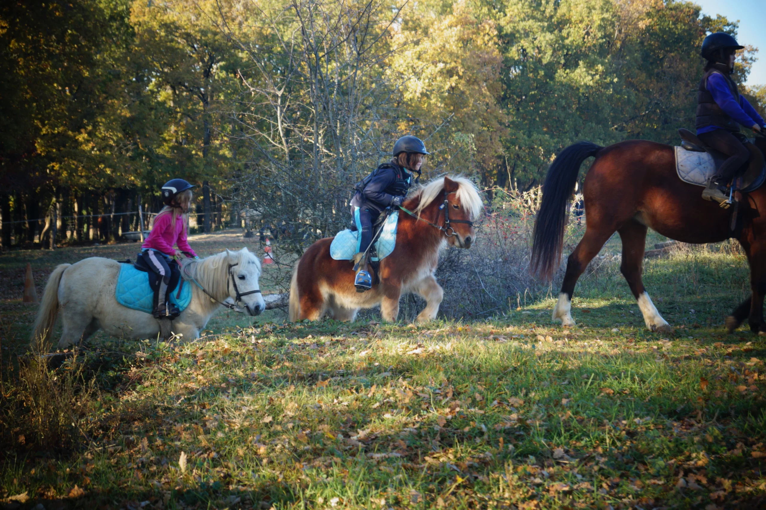 Découvrir le poney et l&rsquo;équitation